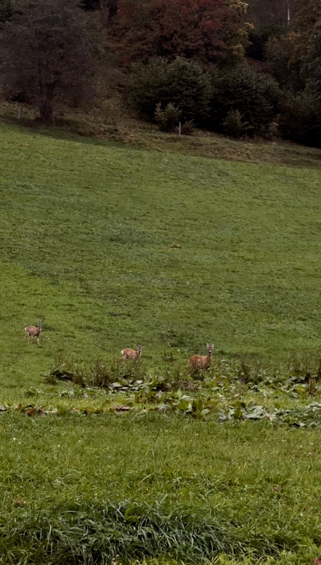 Rehe auf der Wiese am Waldrand