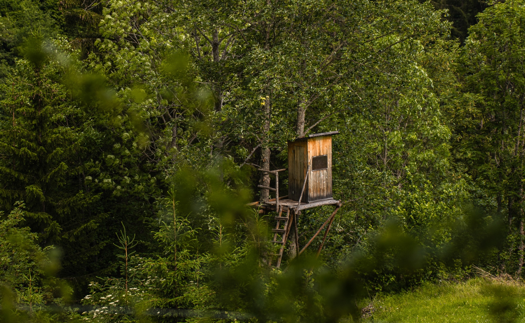 Hochsitz im dichten steirischen Wald